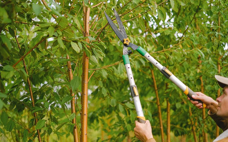 Tree trimming in Beaver Falls, NY